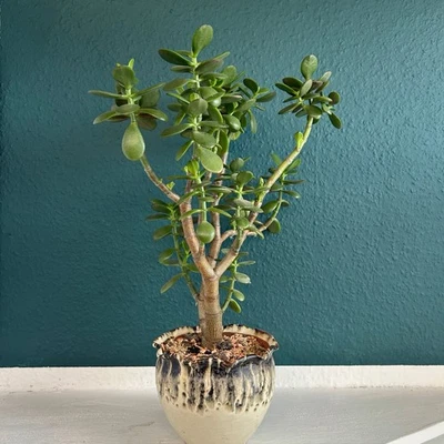 1 Ableger Crassula ovata pflegeleichte Sukkulente, Dickblatt, Geldbaum, Jadebaum - Bild 1 von 4