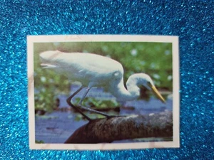 Tarjeta coleccionable WEETBIX Wildlife of Australia 🙂#9 GARZA EMPLUMADA 🙂 CORREO GRATUITO - Imagen 1 de 2