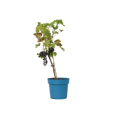 Plant in a Box  Pianta d'uva Vitis vinifera 'Nero' 60cm Pianta da frutto - Immagine 1 di 4