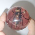 Tropical Tiger Hornet Specimen In 58 Mm Clear Resin Sphere Brown Bottom Ball