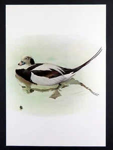 Stampa uccellino vintage OLDSQUAW DUCK di J. Fenwick Lansdowne 14x10 pollici - Foto 1 di 3