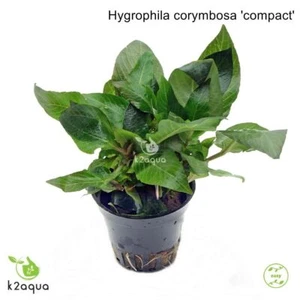 Hygrophila Corymbosa Compact Mini Live Aquarium Plants Tropical K2AQUA - Picture 1 of 2