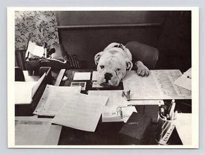 Bulldog con cabeza en el escritorio - "¡No preguntes!" Fotografía de Globe Photo - postal - Imagen 1 de 2