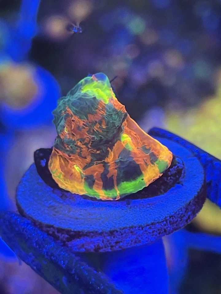 Cáliz Jelly Bean - Fragmento de coral vivo LPS tanque de arrecife de agua salada WYSIWYG Foto 1 de 1