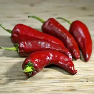 Pimienta del tesoro vasco 25 semillas 4000 Scoville suave único Creek Homestead - Imagen 1 de 11