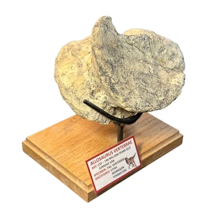 Vértebras de cola de allosaurus de la era jurásica - Imagen 1 de 4