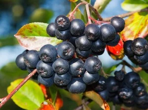 Live Tree Seedling for Planting - Grow Live Tree Plants - No Ship to California - Picture 1 of 2