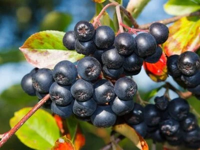 Live Tree Seedling for Planting - Grow Live Tree Plants - No Ship to California - Image 1 of 2