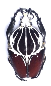 GOLIATHUS goliatus ab.conspersus - Cameroon - A1 Male 94mm from Wild Beautiful ! - Imagen 1 de 4