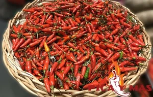  30 SEMILLAS BIRDSEYE CHILLI OJO PAJARO GUINDILLA  SEEDS PEPPERS PIRI PIRI CHILE - Imagen 1 de 6