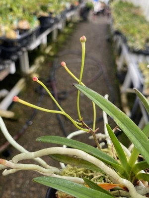 Neofinetia falcata. SAKURANBO さくらんぼ Foto 1 de 4