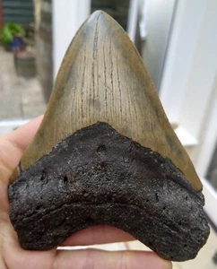 Diente grande de megalodon - 5,38 pulgadas (13,66 cm) - Imagen 1 de 6