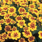 25+ Legion Of Honor Marigold Seeds For Garden Planting - Usa - Free Shipping!