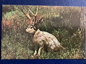 Postal Jackalope Mitología Conejo con cuernos Animal raro y tímido D45 - Imagen 1 de 2