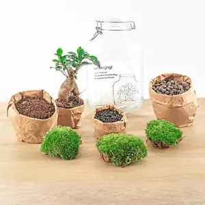 Flaschengarten DIY Set - Ficus Ginseng Bonsai 28 cm mit Werkzeugen für Ihr Mini- - Bild 1 von 4