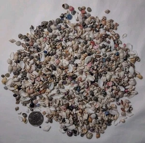 Piccole Micro Conchiglie Lotto 1000+ Conchiglie Marine Artigianato Progetti - Foto 1 di 4