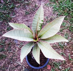 ์NEW Plumeria Variegated plants "Drang Grey" 1 cutting with rooted 12- 15 Inches - Picture 1 of 2