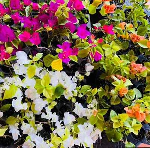 Six multi color bougainvillea live plant. 5" pot 14-20 tall. colors will vary. - Picture 1 of 3
