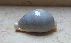 F Cypraea camelopardalis  red sea shell 76.6 mm F++++ nice clear dots superb - Picture 1 of 13