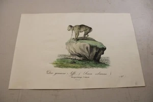 c1816 Antique ANIMAL Color Print / APE / Very Scarce - Picture 1 of 1