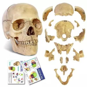 2024 Neu Anatomie explodiertes Schädelmodell Menschliches Schädelmodell Zahnklinik Lehre EQ - Bild 1 von 8