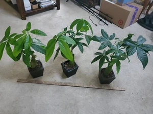 Pachira Money Tree Live Bonsai Style Bottle SHAPED Trunk in 4" Pot 14" Tall - Picture 1 of 12