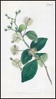 1808 Curtis Botanical LIPARIA SPHAERICA Ruscus-Leaved Pl 1241 (CB6/130)