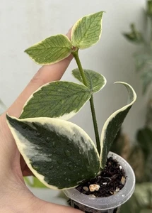 ✨Hoya Polyneura Variegated Albomarginata(Fishtail)✨~Established Indoor Plant🌿 - Picture 1 of 9