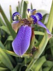 Live  Roota Blue Walking Iris Plant flower Bulbs w/ 2 leaves