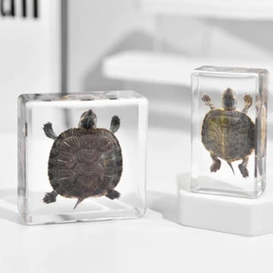 Real Octopus Tortoise Animal Specimen In Resin For Science Education Gift - Photo 1/15
