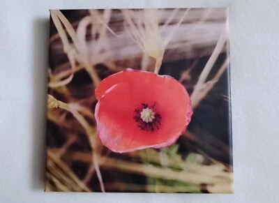 Leinwandbild "Mohnblume im Feld" Größe: 20x20cm - Bild 1 von 2
