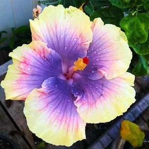 ๐บ๐บ MADAGASCAR hibiscus MOSCHEUTOS mallow Malvaceae STARTER Live PLANT US ship - Picture 1 of 6