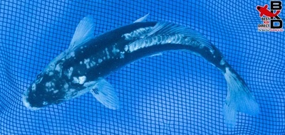 Estanque de jardín de peces koi vivos KUMONRYU 9" 10/2 Foto 1 de 3