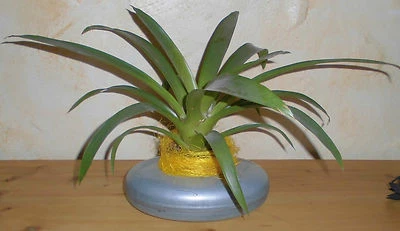 metall übertopf aus wärmflasche alt zink wanne verzinkt top blumen deko pflanzen - Bild 1 von 4