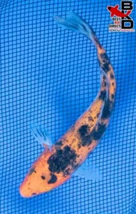 7" AKA BEKKO Live Koi Fish Garden Pond 4/24 - Picture 1 of 4