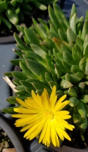 Delosperma congestum 'Golden Nugget' - Picture 1 of 1