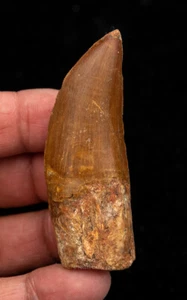 Quality Carcharodontosaurus Tooth not T. rex. Theropod Dinosaur 2.92” 0850 - Picture 1 of 4
