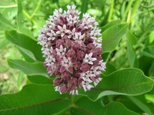 MILKWEED COMMON Plant Organic - Picture 1 of 4