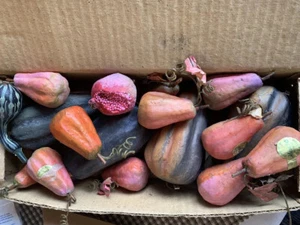 Lote de arreglos de imitación de calabazas de otoño MeraVic granada otoño acción de gracias - Imagen 1 de 7