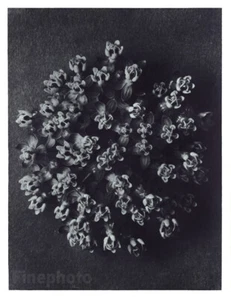 1929 Vintage KARL BLOSSFELDT Botanical Plant Flower Swamp Milkweed Bud Photo Art - Picture 1 of 1