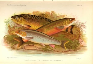 Rare 1887 Antique Fish Print ~ Salmon + Plate #IX - Picture 1 of 1