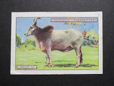 PLAYER EXTRA LARGE 1924 SERIES 2 CIGARETTE CARD  NATURAL HISTORY No 9  INDIAN OX