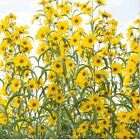 HELIANTHUS MAXIMILIANI, Maximillian Sunflower, Prairie Sunflower