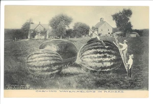 Postkarte, RPPC, Exaggeration CRAVING WATERMELON IN KANSAS, S9B-PC-1351 - Bild 1 von 2