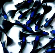 1 Trio - Blue Tazan - High Quality Live Guppy Fish - USA SELLER