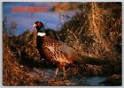 Male Pheasant aka Ring-Necked Pheasant - Game Bird (6 X 4 in) Postcard
