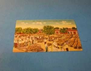 Weltgrößte Schwammbörse Tarpon Springs, Florida Vintage Postkarte  - Bild 1 von 2