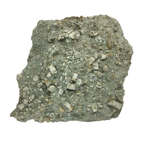 Crinoid, Fossil, 2 lbs, specimen, display, #R-6223 - Picture 1 of 10