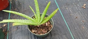 ALOE VERA BARBADENSIS MIRACLE PLANT Mad Happenings tropical indoor outdoor - Picture 1 of 4