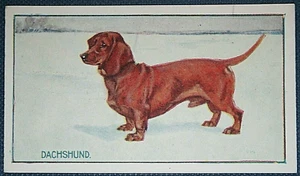 DACHSHUND   Vintage 1924 Illustrated Card  WC01M - Picture 1 of 1